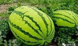 河美吃瓜爆料是真的吗,真相还是谣言？